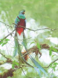 Der Quetzal-Vogel. Wunderschön sind seine langen Schwanzfedern.