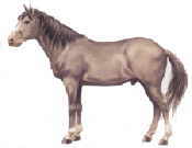 Mustang, das Pferd der Indianer